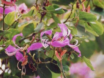 �z���R���I�[�L�b�h