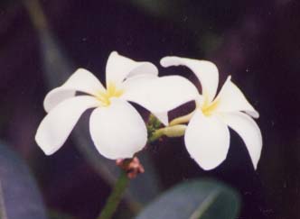 �v�������A