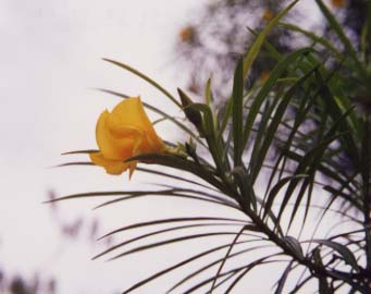 �C�G���[�I���A���_�[