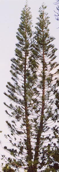 �A���E�J���A