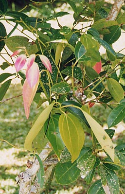 �V�i����