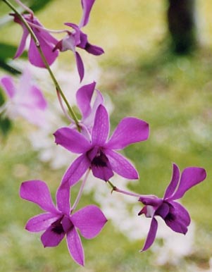 �f���h���r���[��