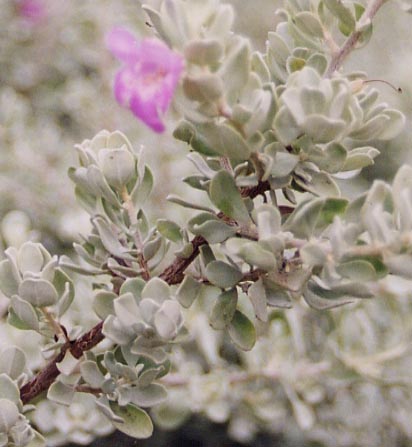 �t���e�X�P���X