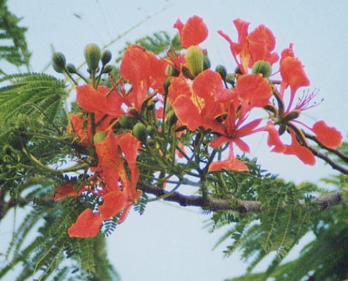 �t���C���c���[