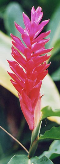 ���b�h�W���W���[