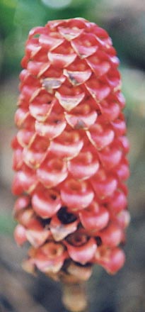 ���b�N�X�W���W���[