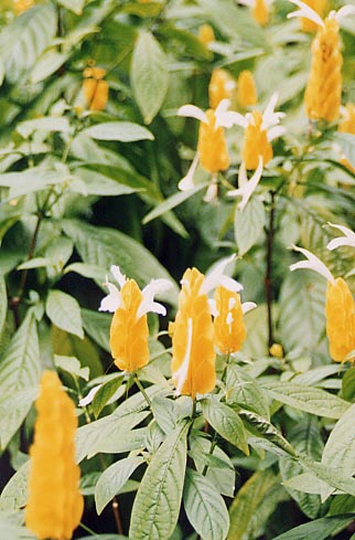 �p�L�X�^�L�X