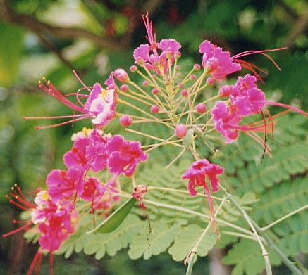 �s�[�R�b�N�t�����[