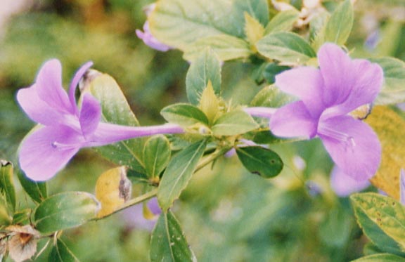 �c���x���M�A