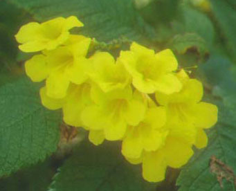 �^�`�m�E�[��