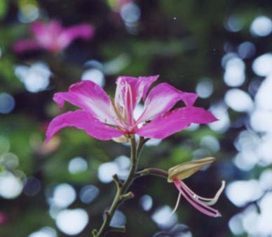 �I�[�L�b�h�c���[