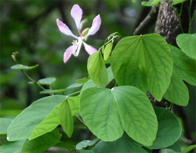 �I�[�L�b�h�c���[