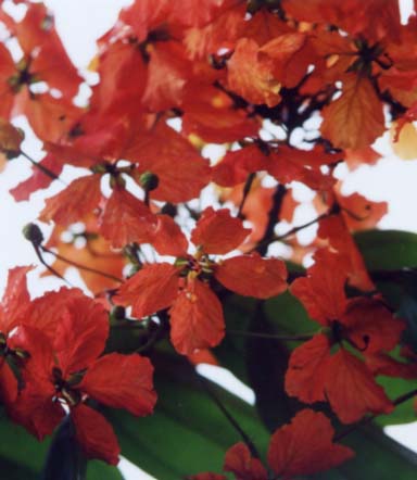 Bauhinia�@kockiana