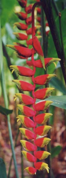 �w���R�j�A