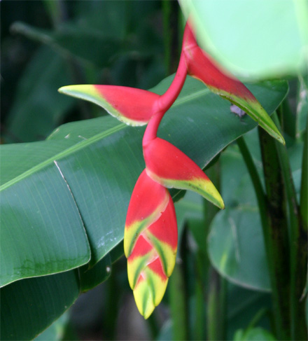 �w���R�j�A