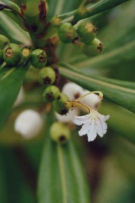 �N�T�g�x��