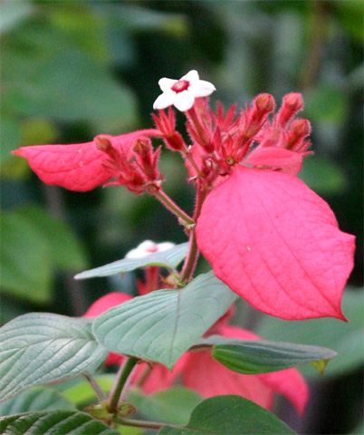 �q�S�����R�������J�@Mussaenda�@erythrophylla