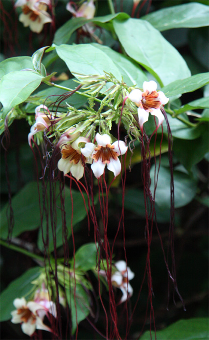 �X�g���t�@���g�X