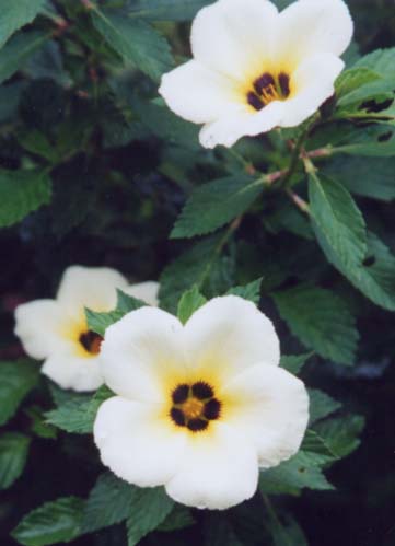 ���O�s���̉ԂQ