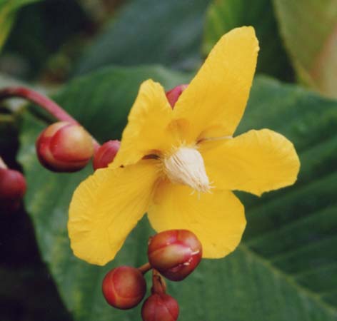 �V���|�[�A�G��