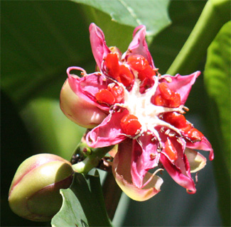 �V���|�[�A�G���̗�J������