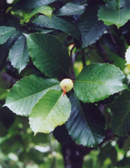 �t�B���s���r�����h�L