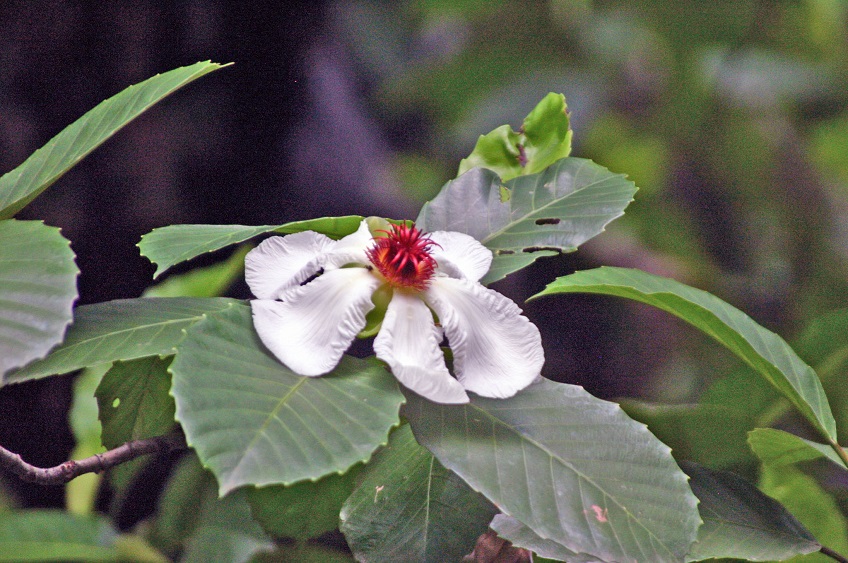 �t�B���s���r�����h�L