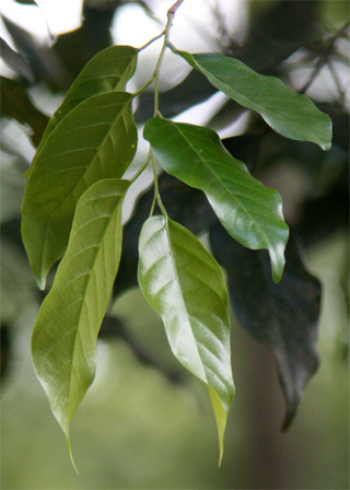 �^�L�A���̗t