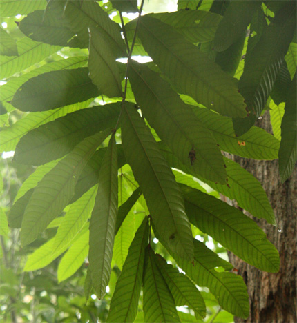 �o�������E�K���̗t��