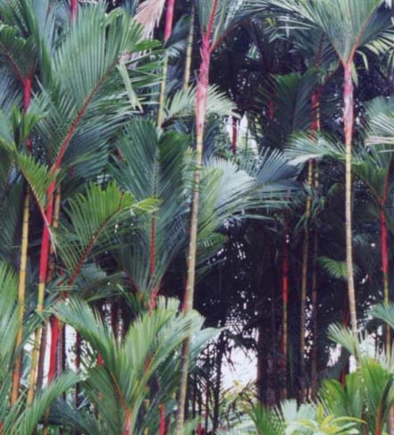 �V���E�W���E���V