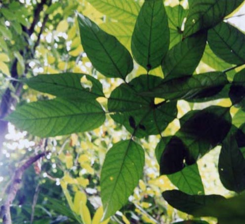 �g���x�V�A