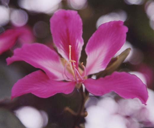 �o�E�q�j�A