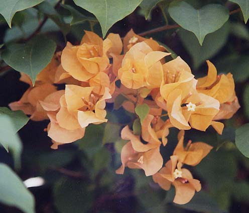 �u�[�Q���r���A