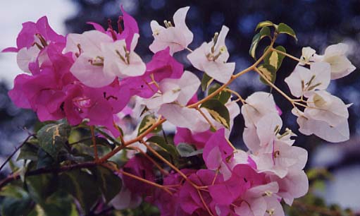 �u�[�Q���r���A