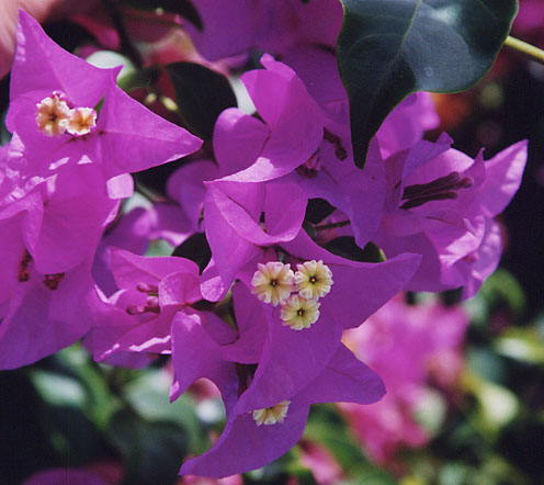 �u�[�Q���r���A