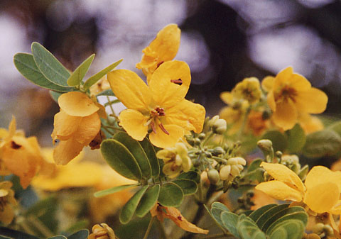 ���N�Z���i