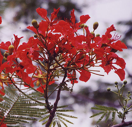 �t���[���c���[