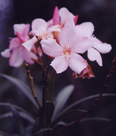 �L���E�`�N�g�E