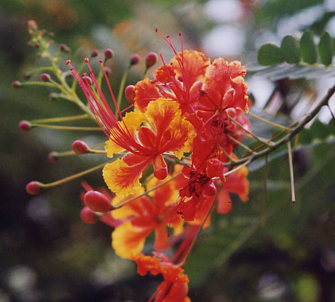 �s�[�R�b�N�t�����[