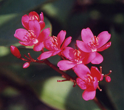 �e�C�L���U�N��