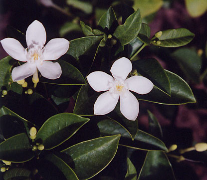 ���O�s���̉ԂS