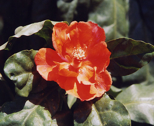 ���b�N�X���[�Y