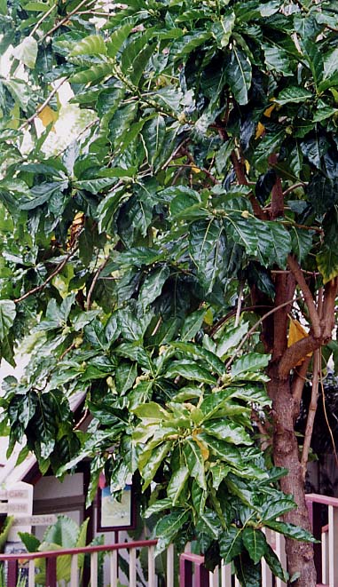 ���O�s���̎��i���E�j