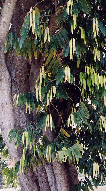 ���E���N�{�N