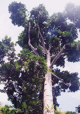 �T�E�X�N�B�[���Y�����h�J�I��