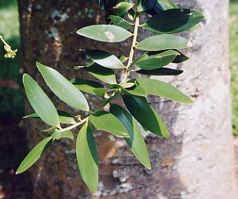 �T�E�X�N�B�[���Y�����h�J�I���̗t