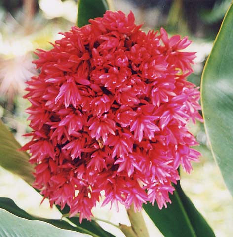 ���b�h�W���W���[