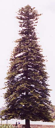 �m�[�t�H�[�N�A�C�����h�p�C��