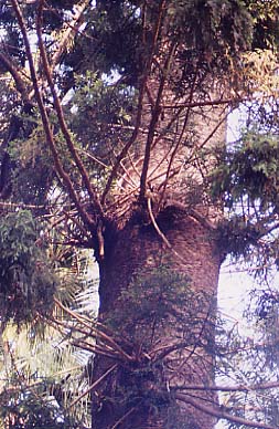 �t�[�v�p�C��