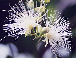 �T�K���o�i